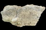 Fossil Triceratops Bone Section - North Dakota #117953-1